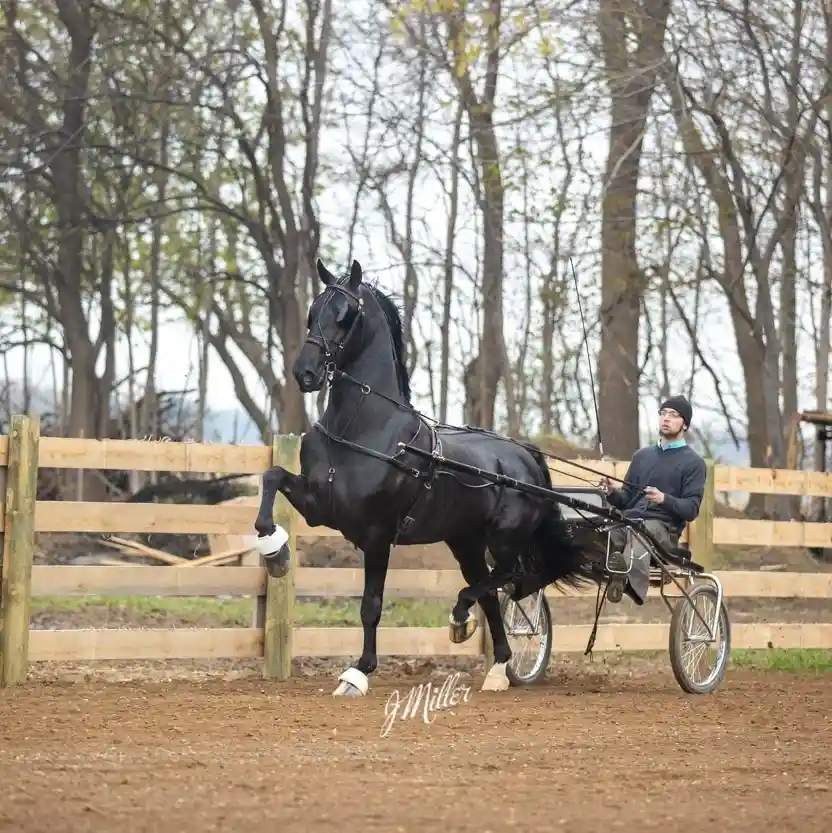 Dutch Harness Stallion,  Leonardo (Sired by Dondersteen)